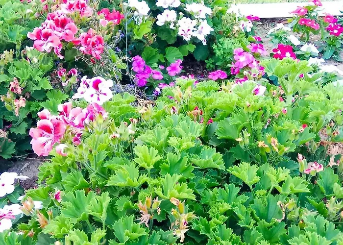 603 * 阿尔布费拉